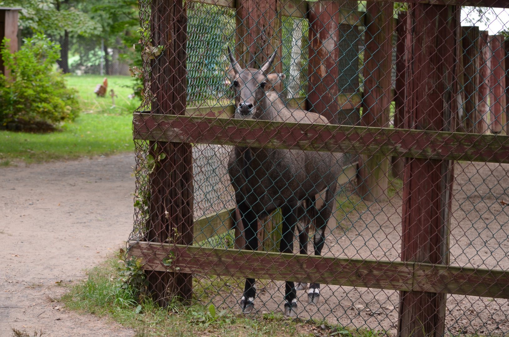 Papa Nilgai