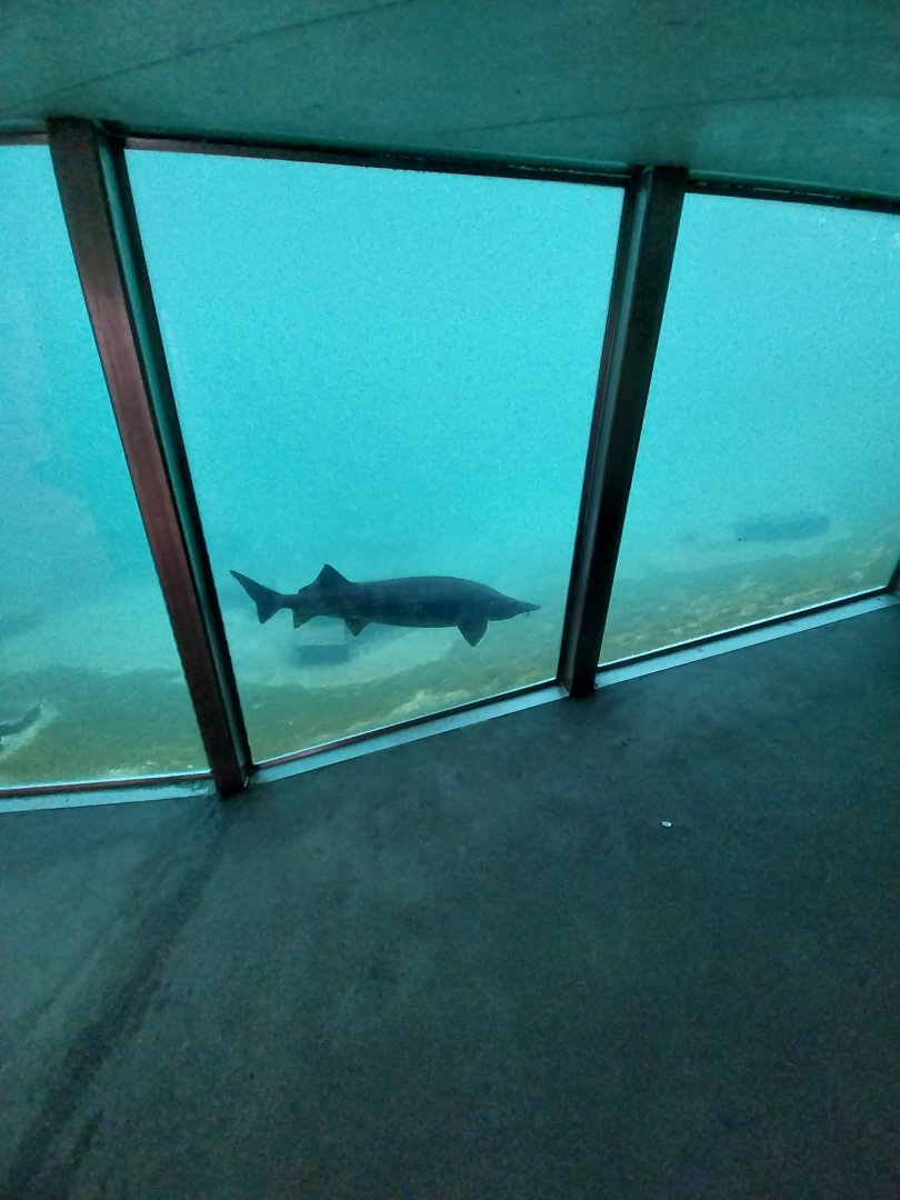 Papagaitaucherhalle - Beluga sturgeon (Huso huso)