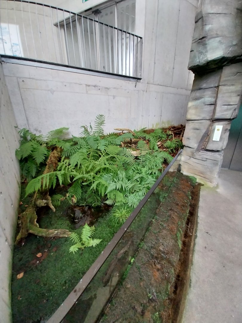 Papageitaucherhalle - Fire salamander enclosure