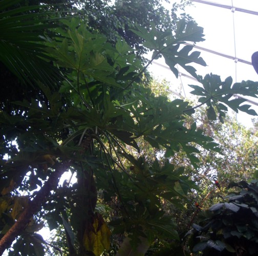 Papaya (Carica papaya)