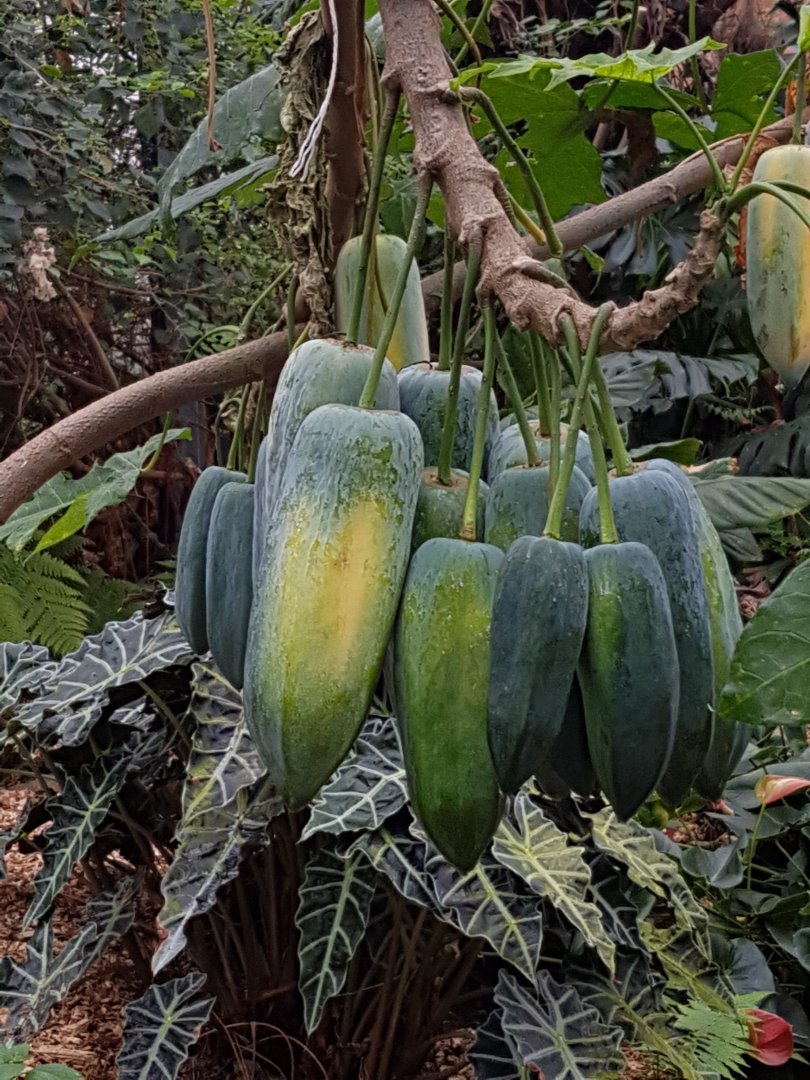 Papaya (Carica papaya)