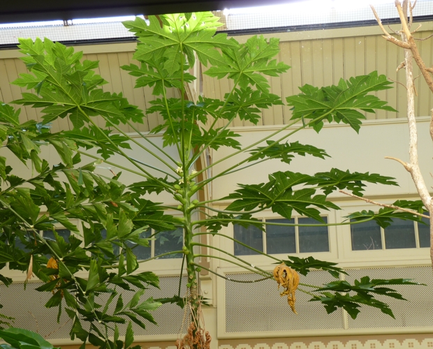 Papaya (Carica papaya)