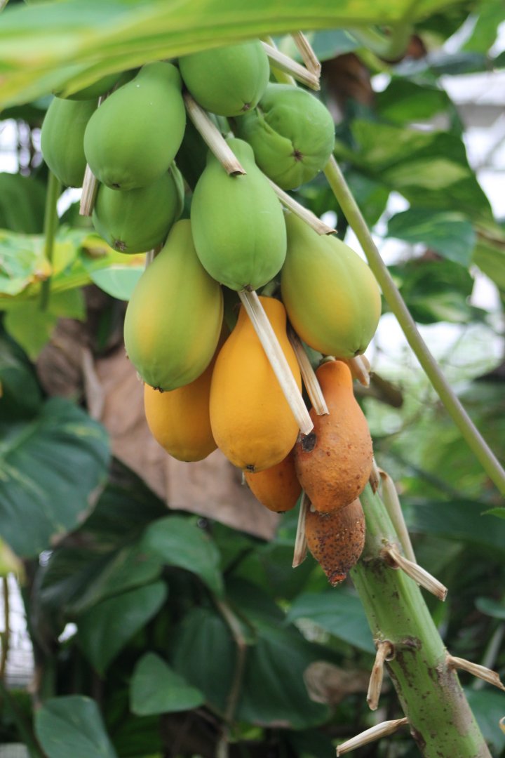 Papaya