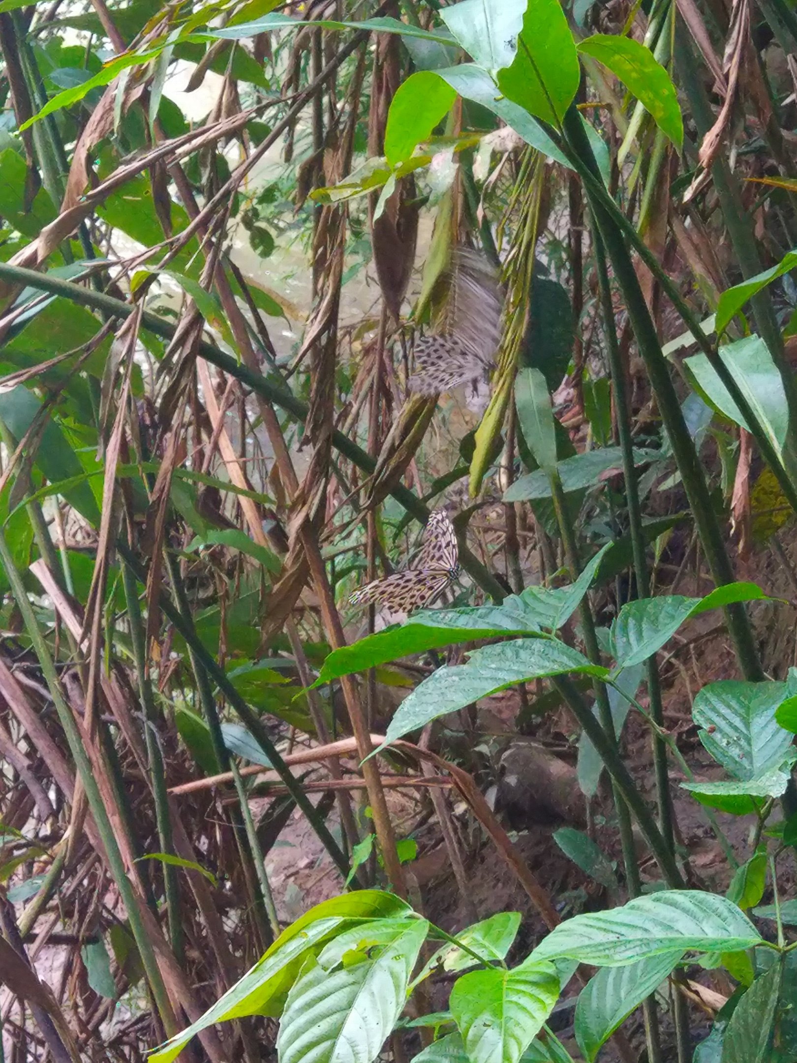 Paper kite butterflies - Danum