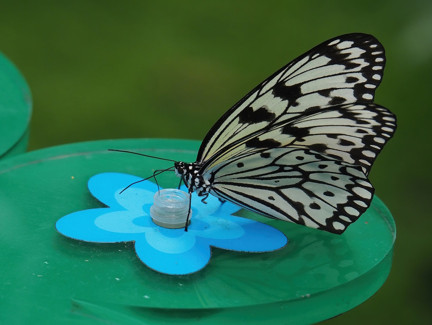Paper kite butterfly (Idea leuconoe), 2022-07-10