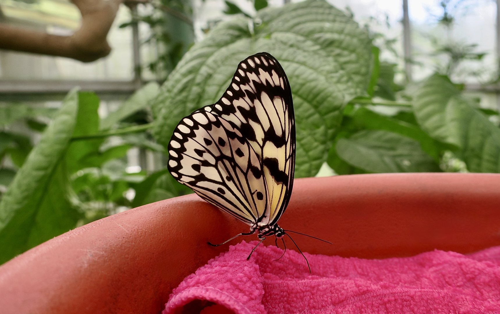 Paper Kite Butterfly (Idea leuconoe clara)