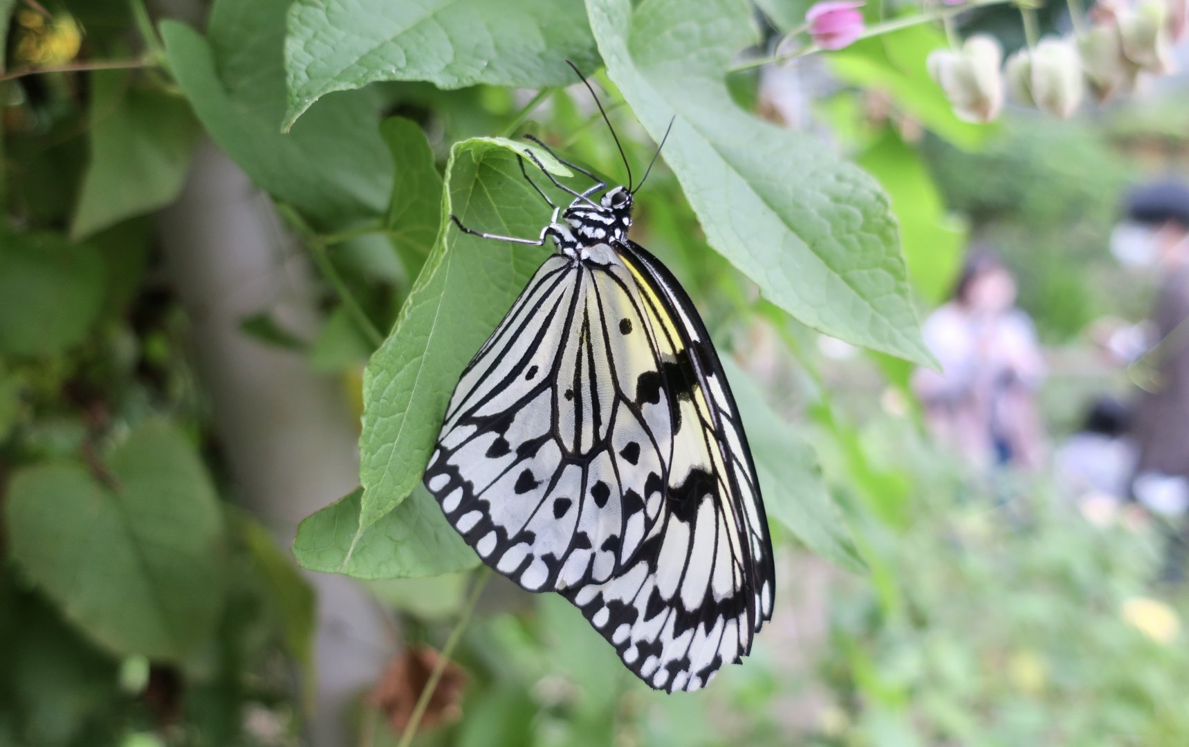 Paper Kite Butterfly (Idea leuconoe)