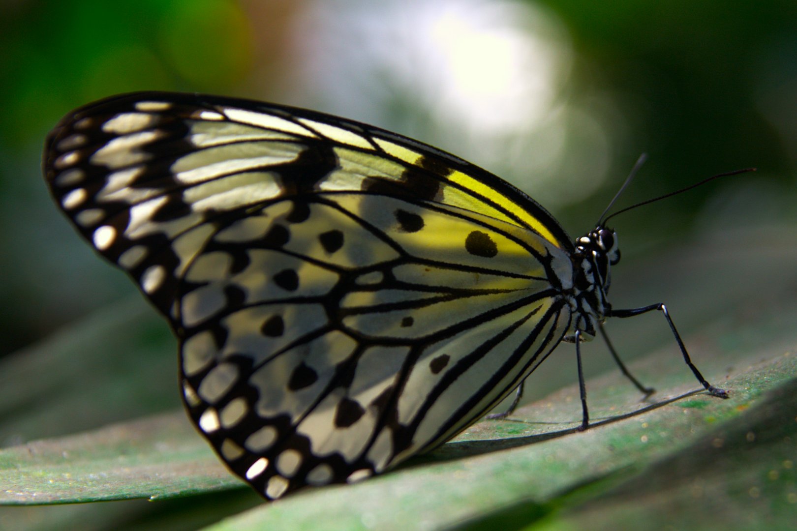 Paper Kite Butterfly (Idea leuconoe)