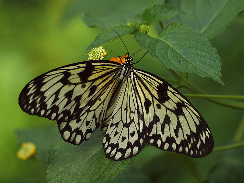 Paper Kite - Butterfly Park