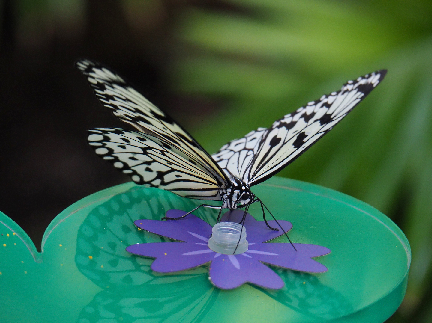 Paper kite (Idea leuconoe), 2019-09-21