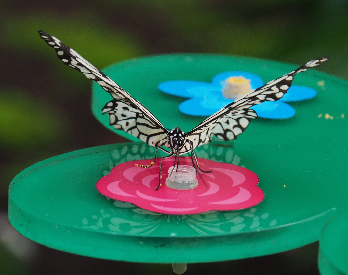 Paper kite (Idea leuconoe), 2020-09-20