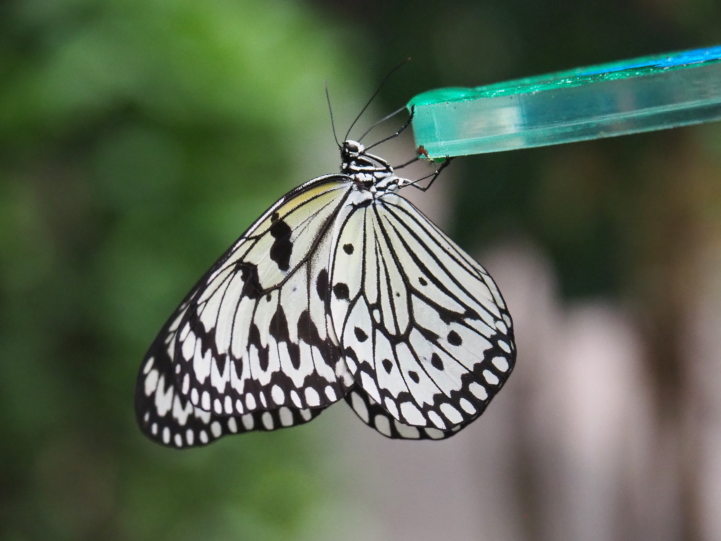 Paper kite (Idea leuconoe), 2021-06-12