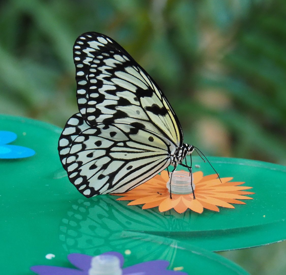 Paper kite (Idea leuconoe), 2021-07-17