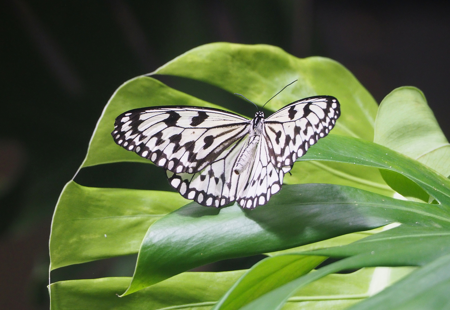 Paper kite (Idea leuconoe), 2022-05-26
