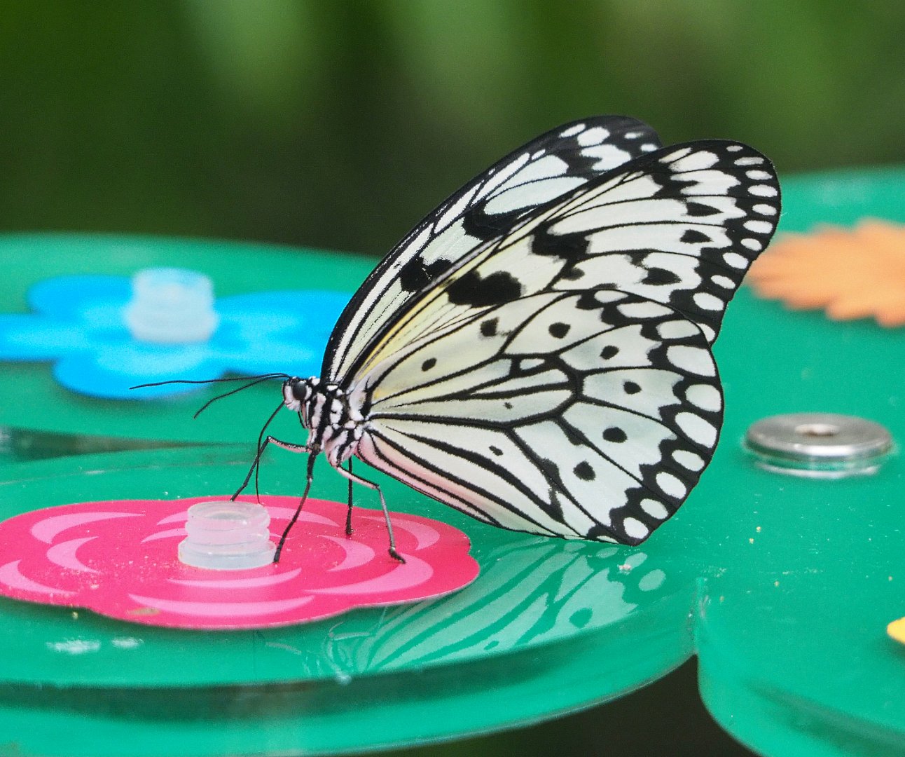 Paper kite (Idea leuconoe), 2022-05-26