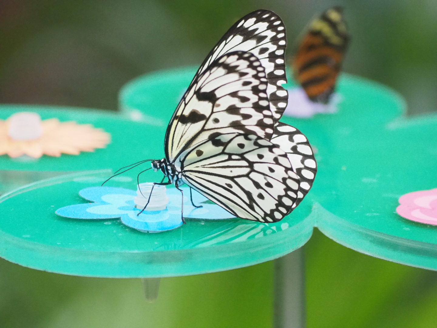 Paper kite (Idea leuconoe)