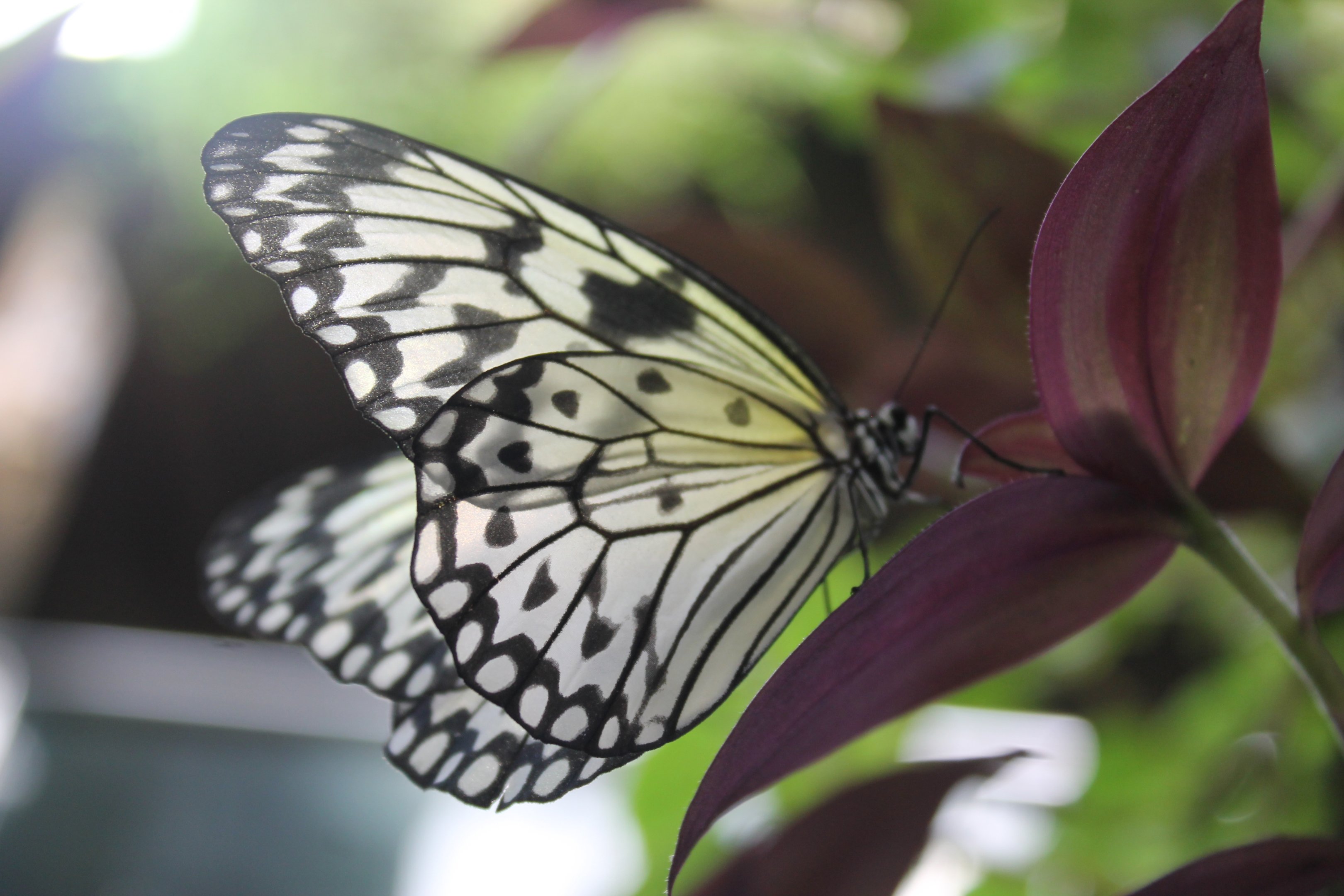 Paper Kite (Idea leuconoe)