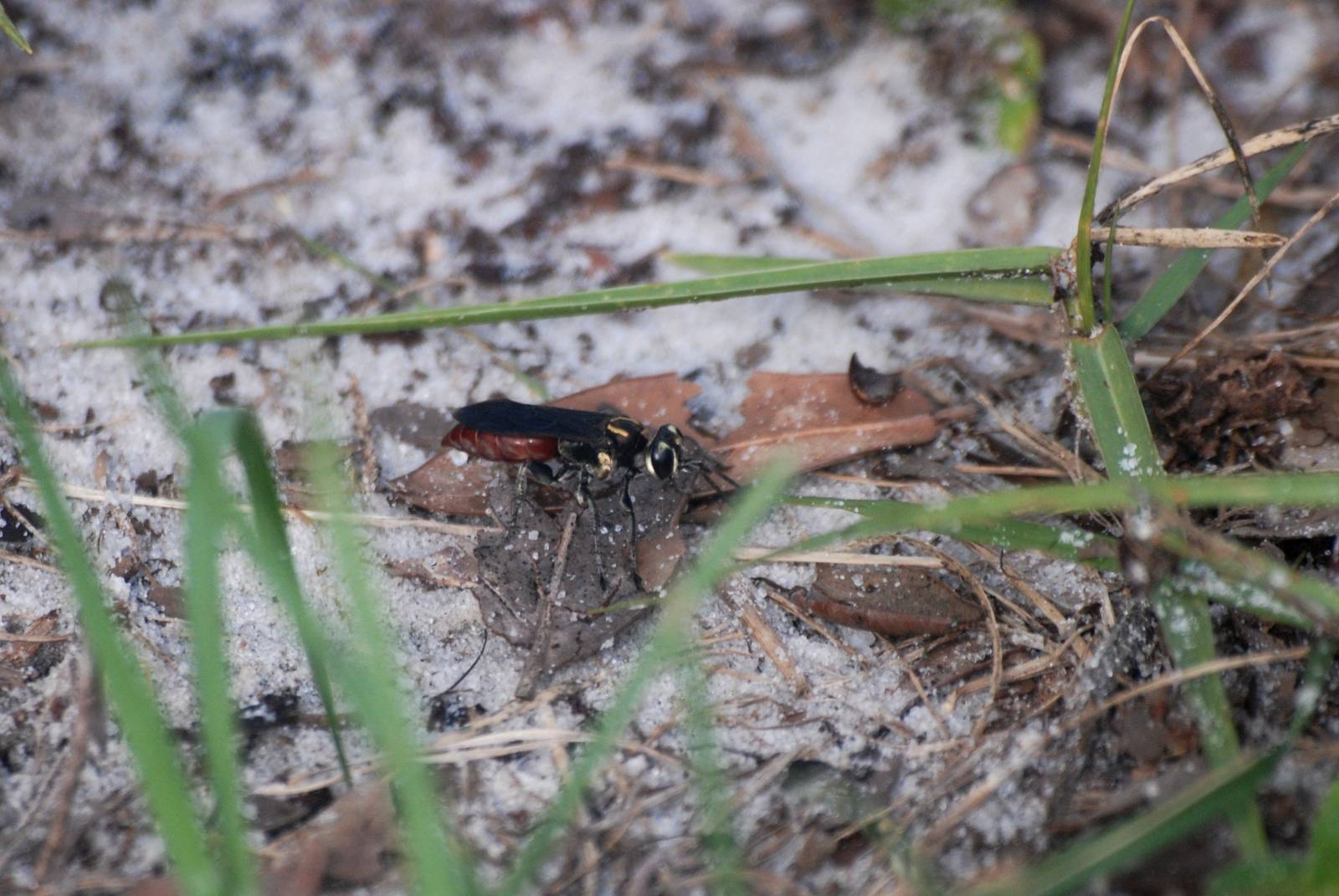 Paper Wasp, Punta Gorda, October 2013