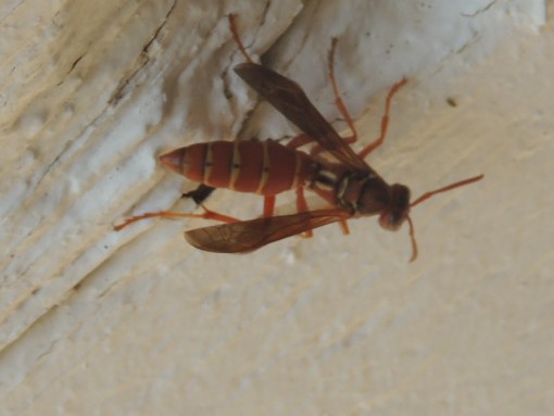 paper wasp species