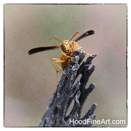 paper wasp (wild)