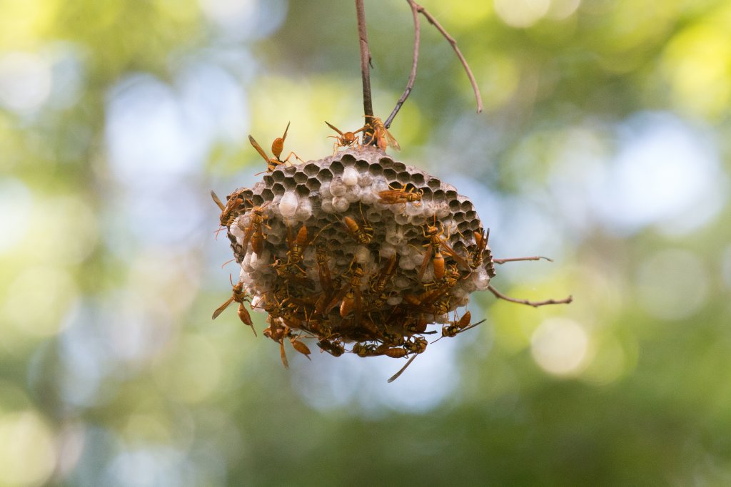 Paper Wasp