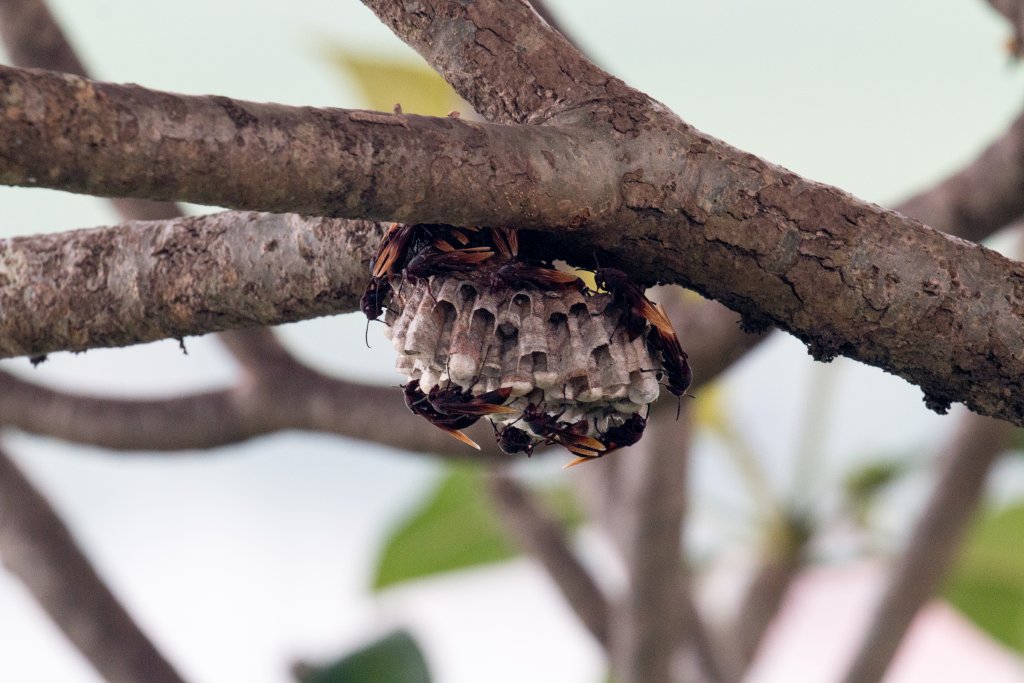 Paper Wasps and nest