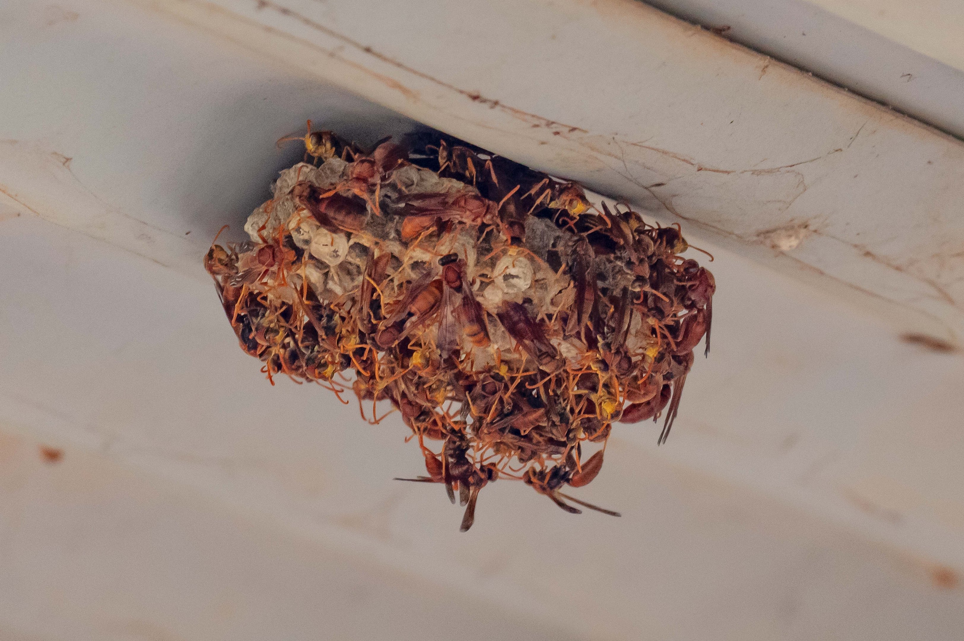Paper Wasps