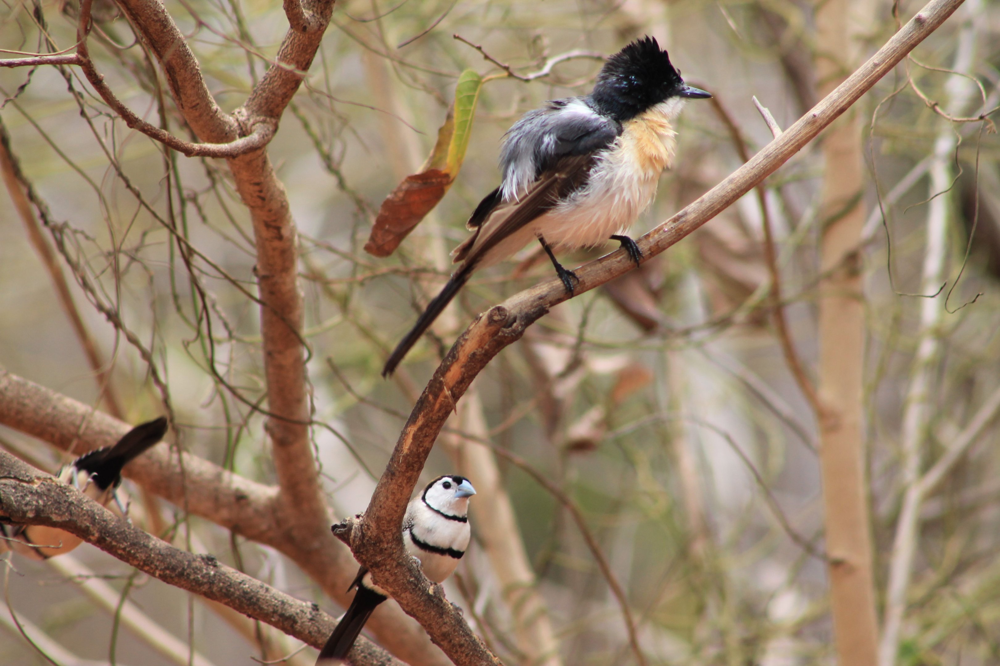 Paperbark Flycatcher and Double-barred Finches