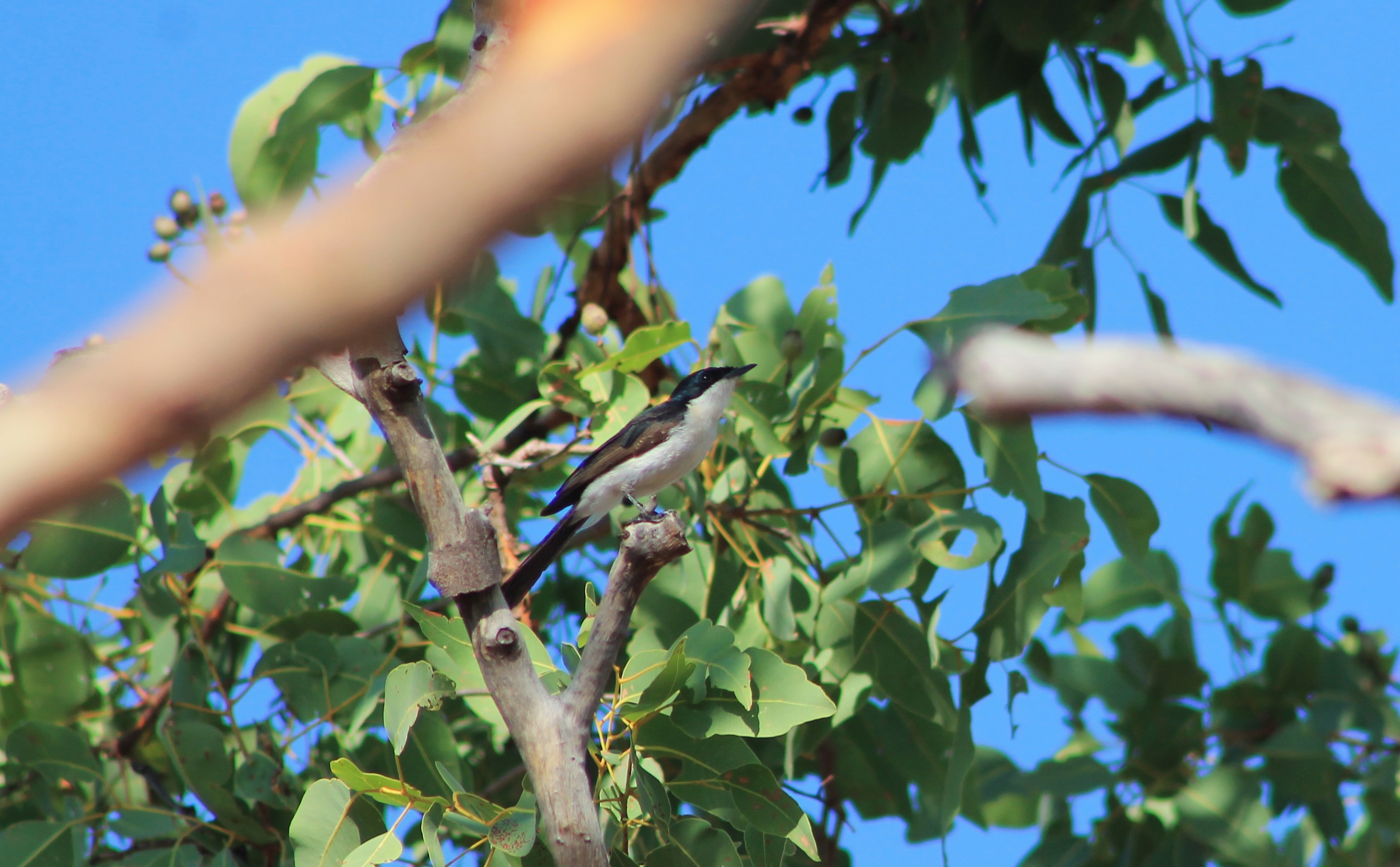 Paperbark Flycatcher (Myiagra nana)