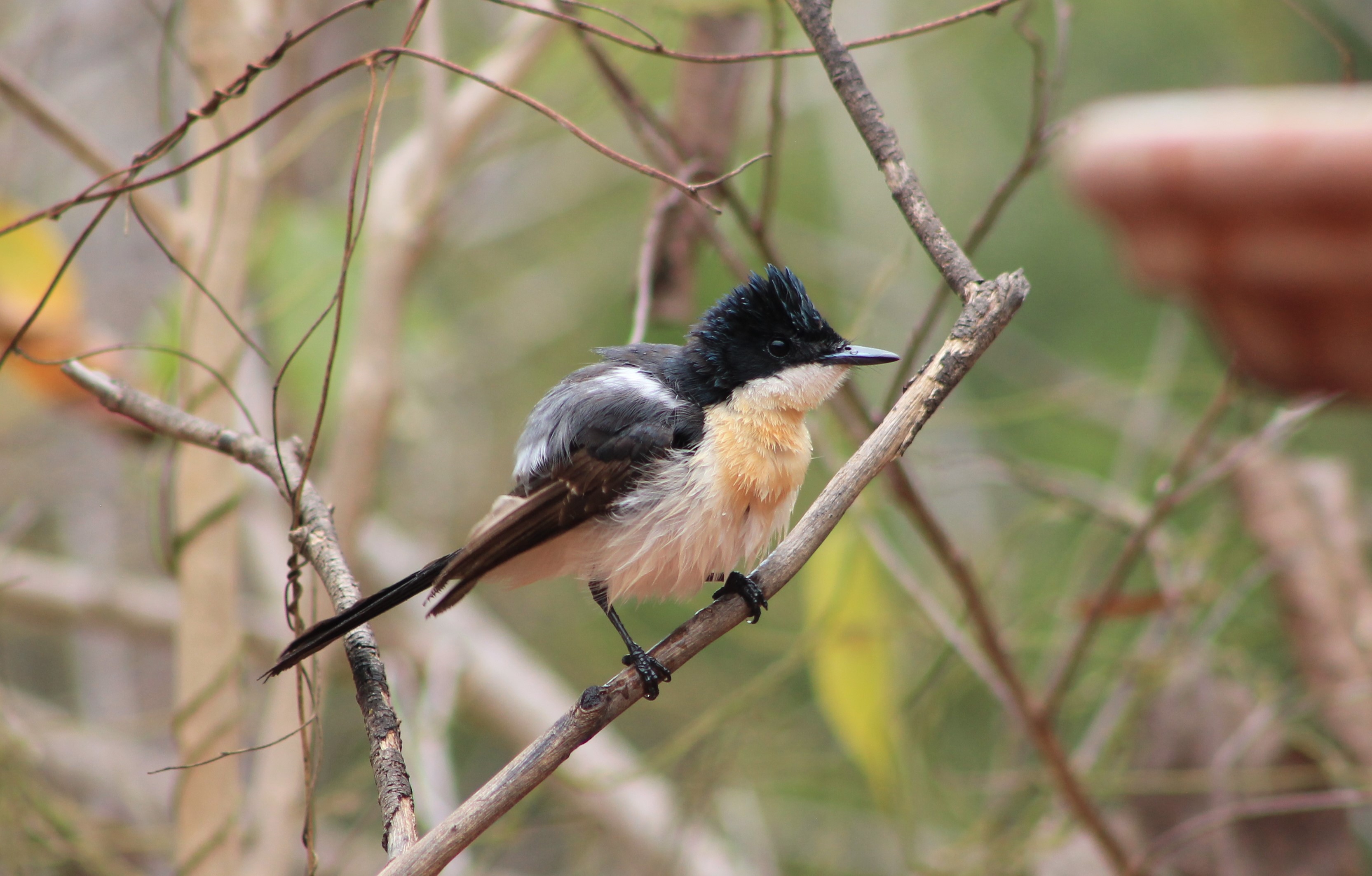 Paperbark Flycatcher (Myiagra nana)