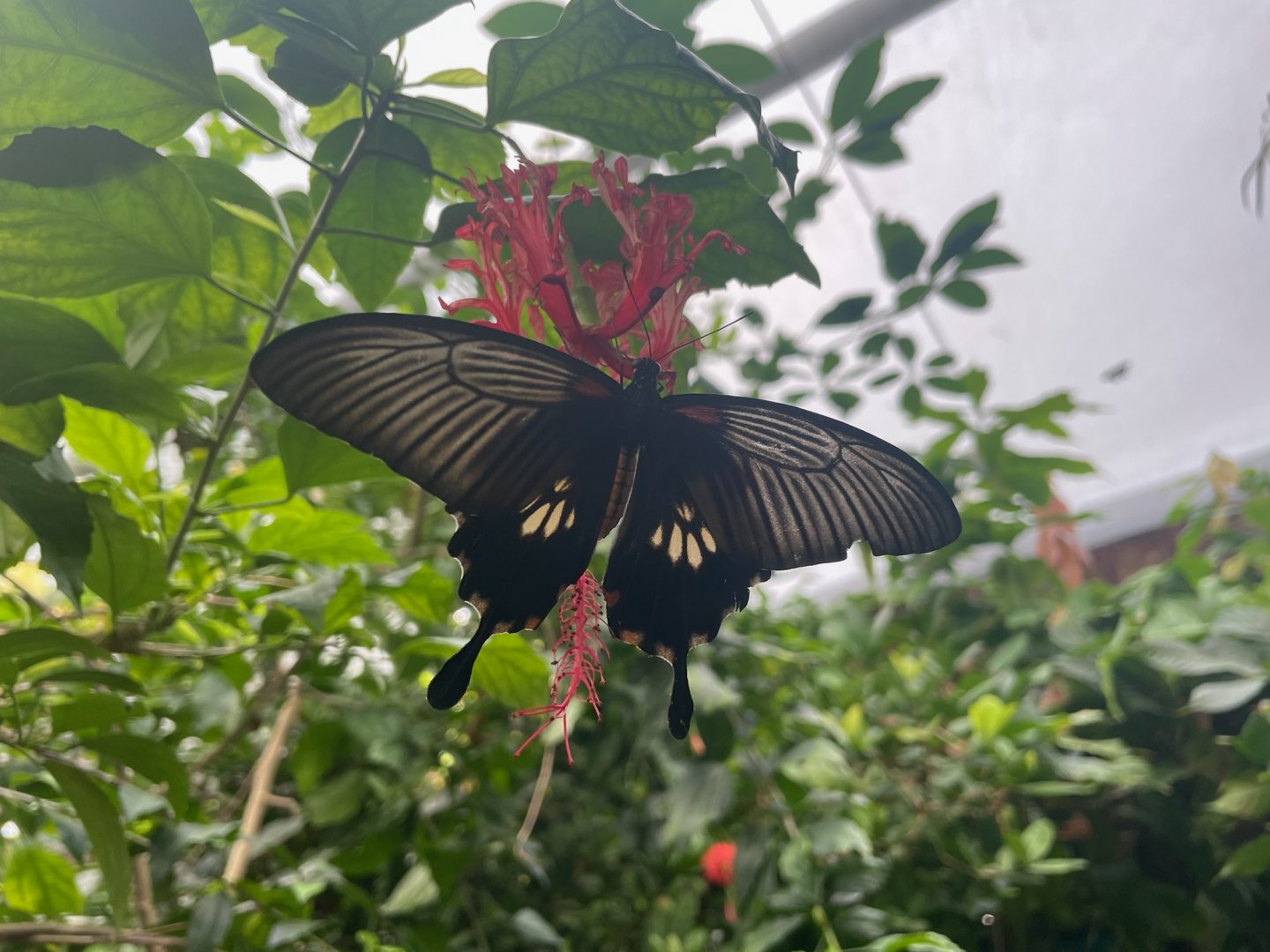 Papilio anchisiades
