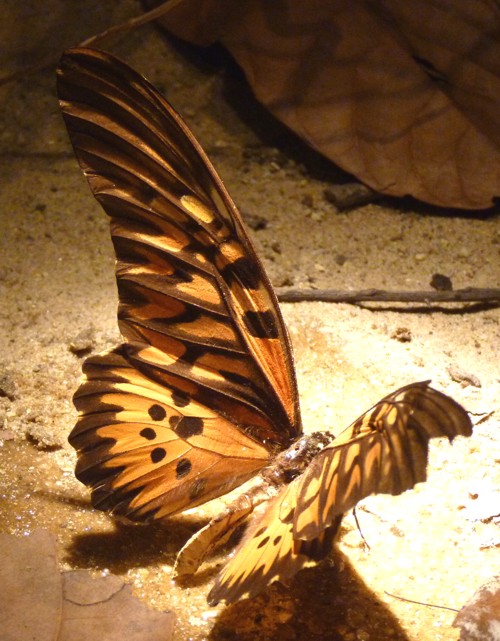 Papilio antimachus (preserved)