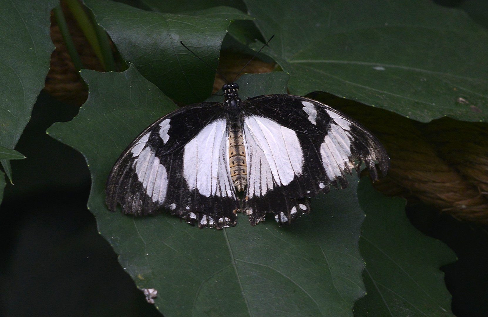 Papilio Dardanus female black and white form
