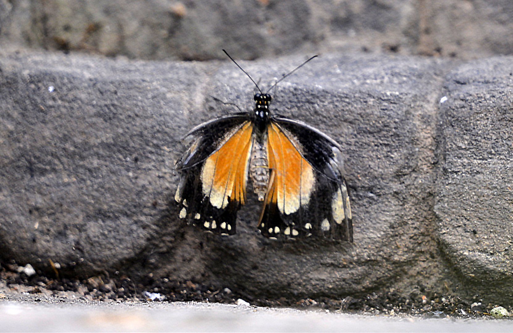 Papilio Dardanus female orange form