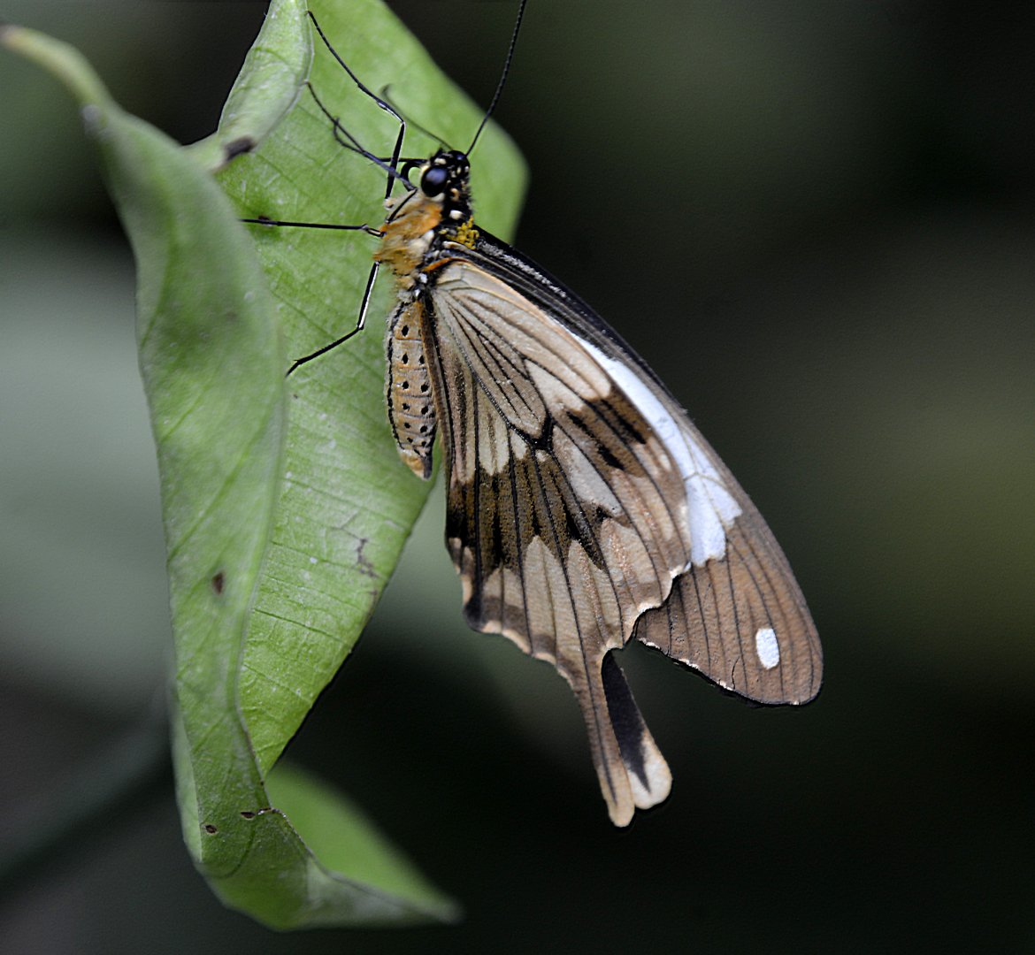 Papilio Dardanus male