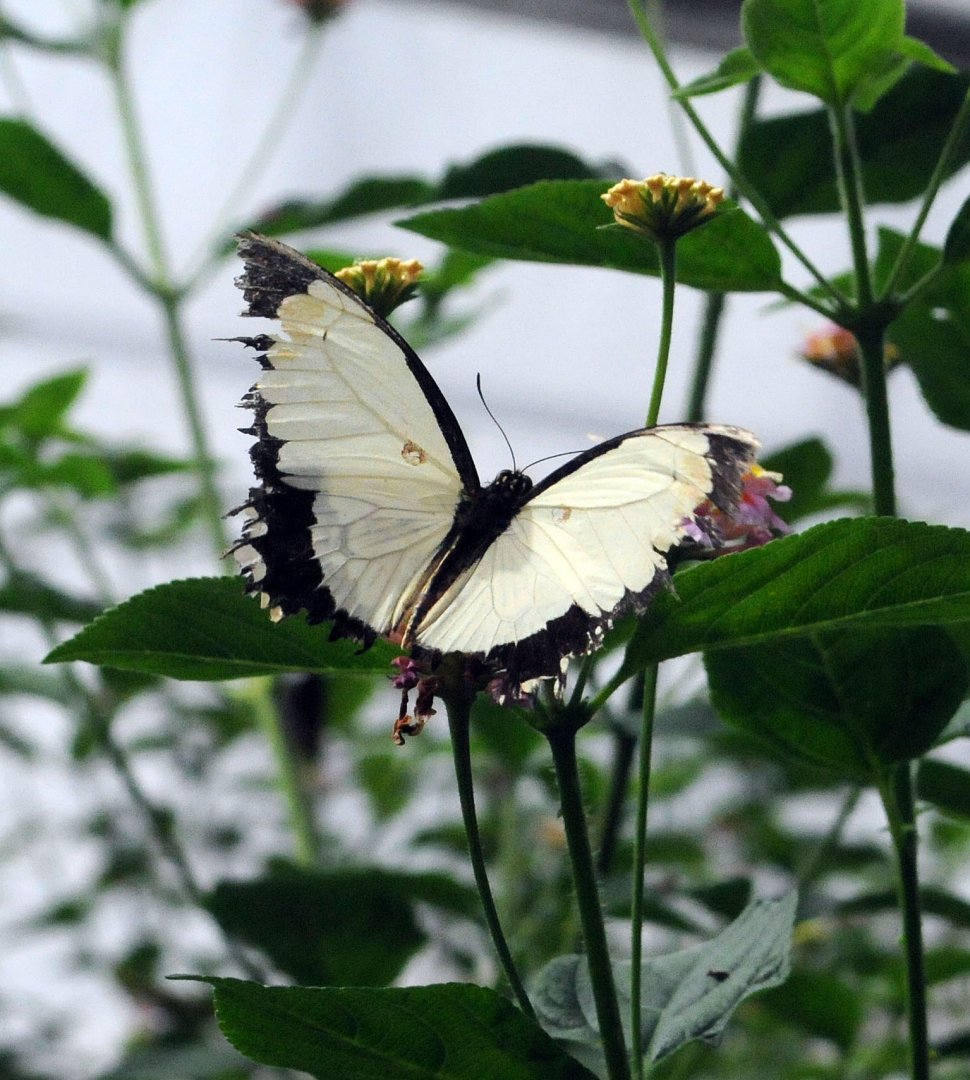Papilio dardanus polytrophus
