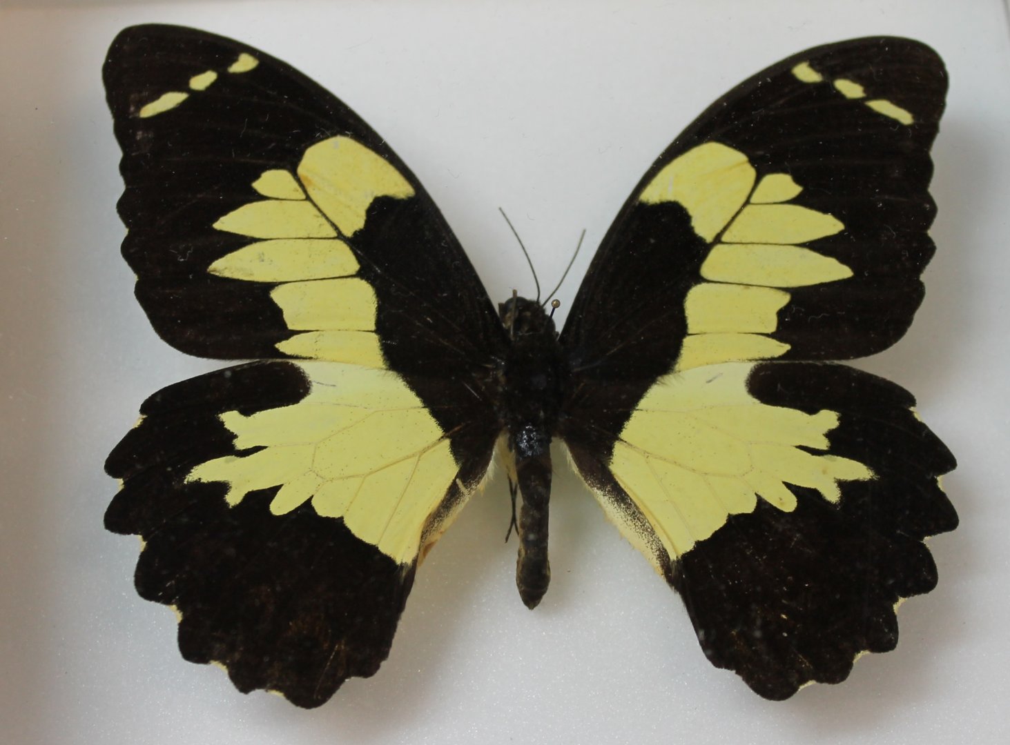 Papilio euchenor Butterfly Specimen
