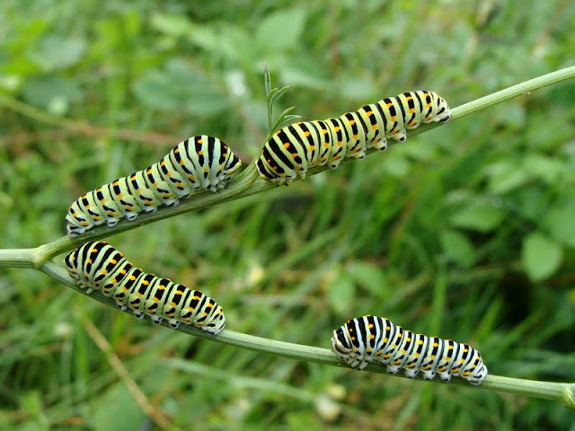 Papilio machaon