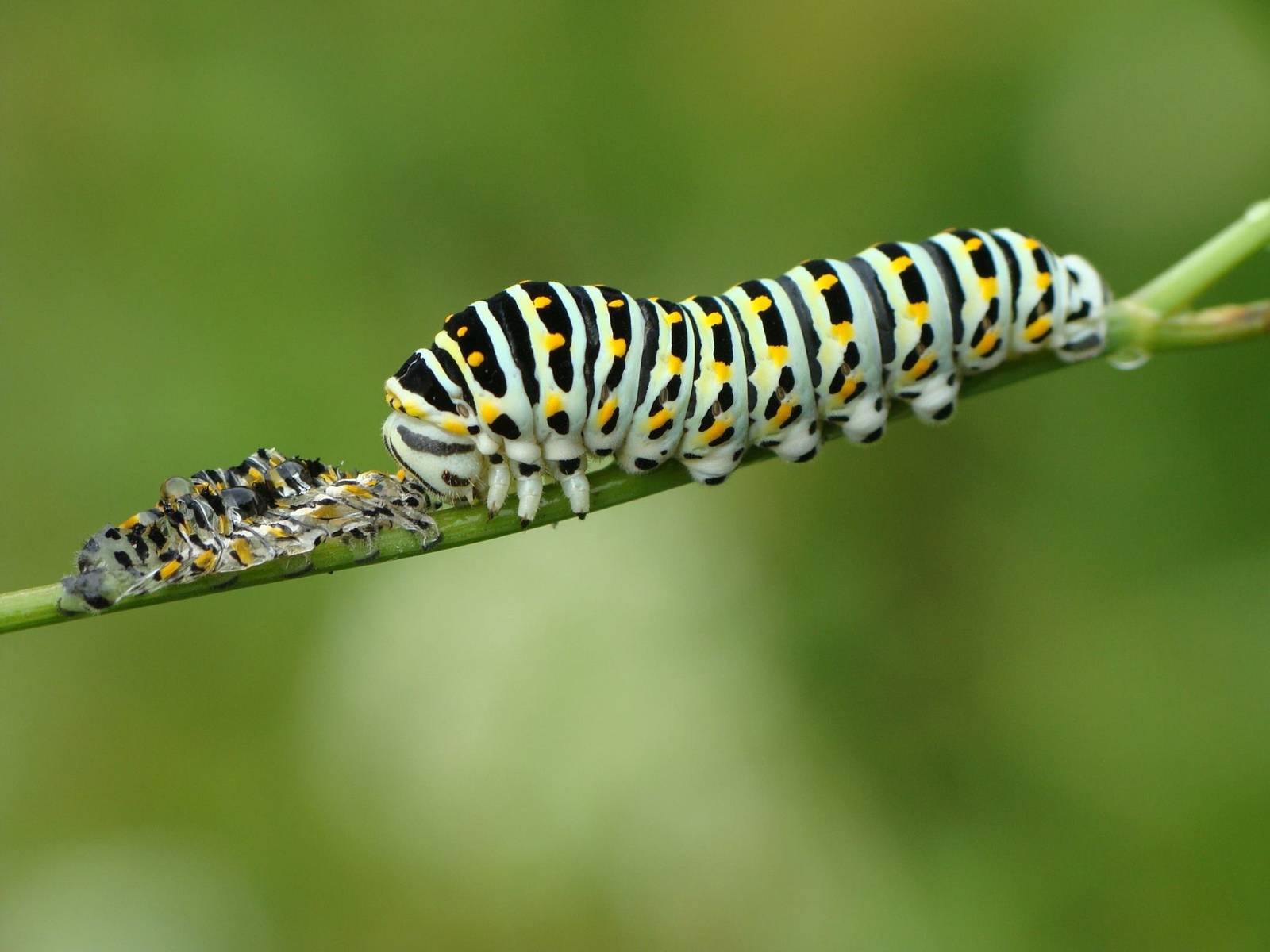 Papilio machaon