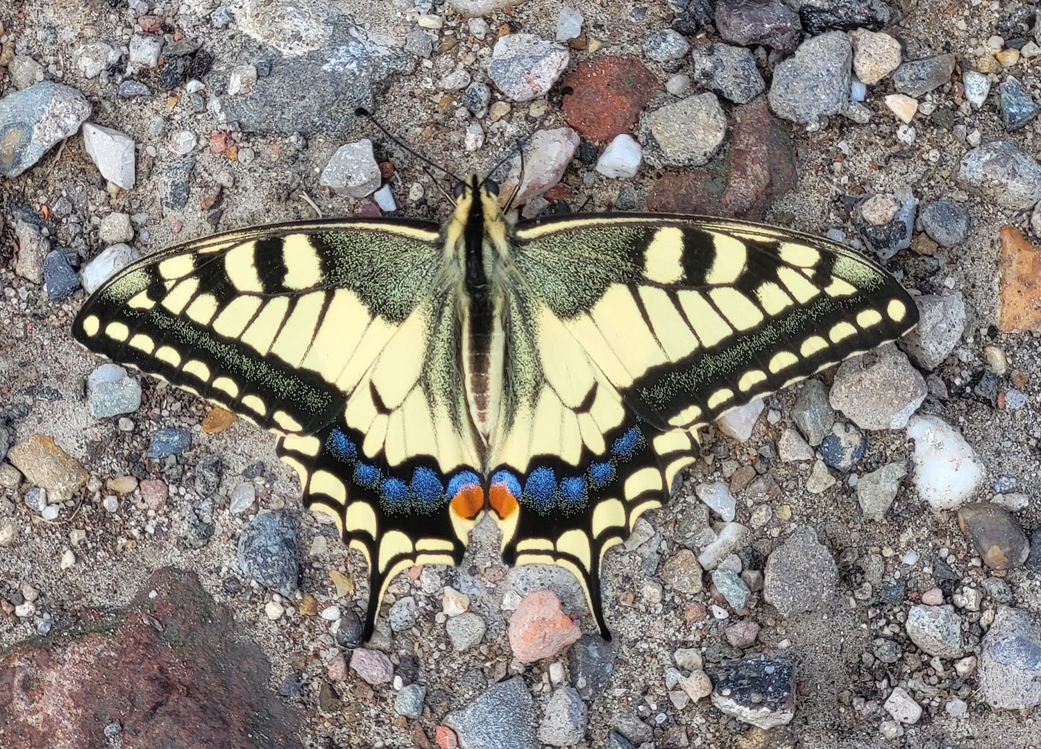 Papilio machaon