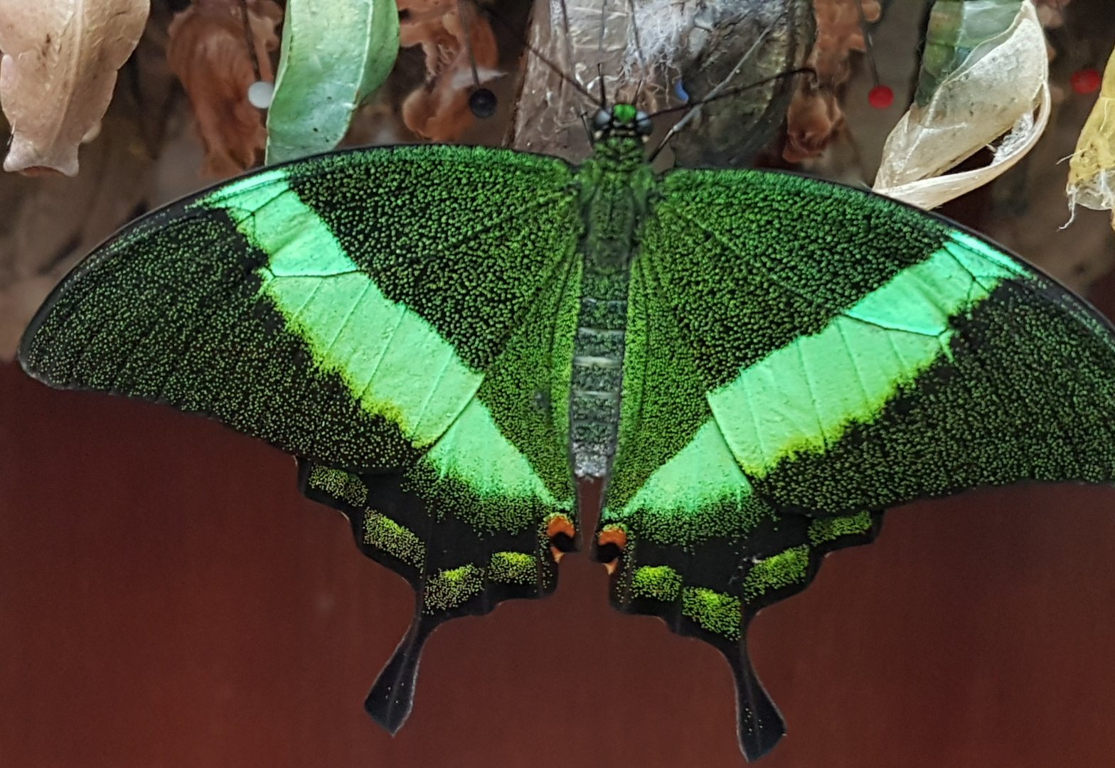 Papilio palinurus