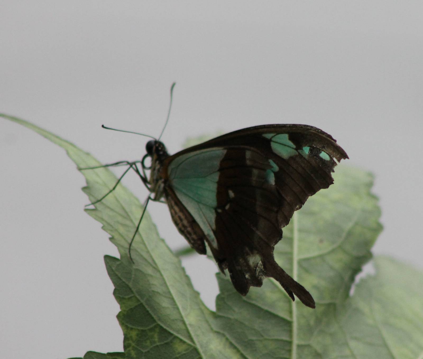 Papilio phorcas