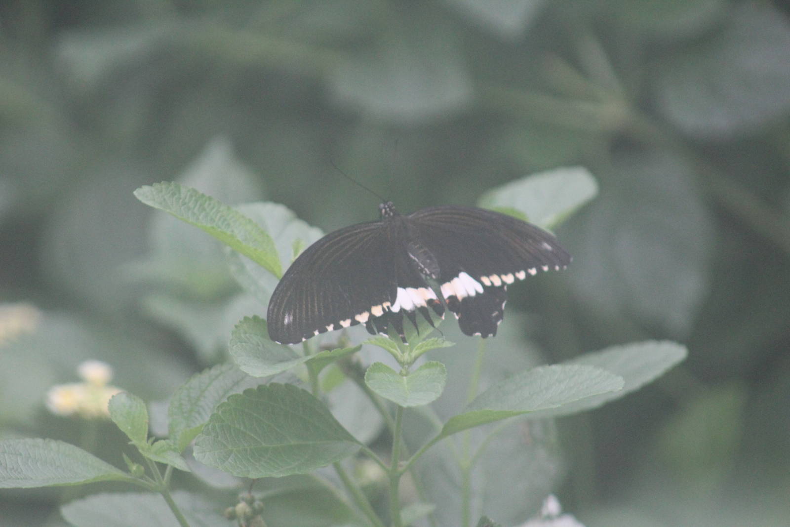 Papilio polytes