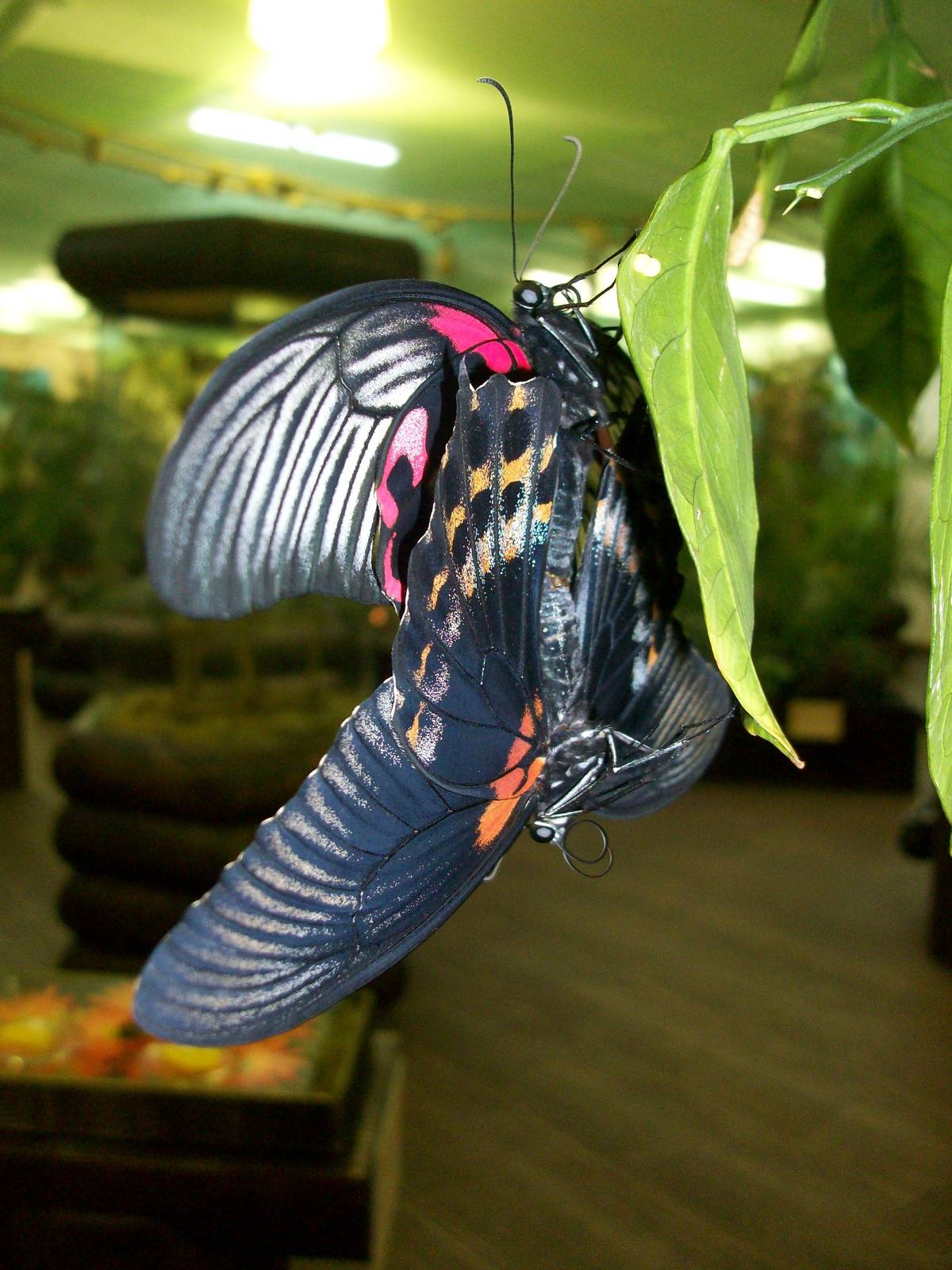 Papilio rumanzovia (on top) x Papilio memnon - mating