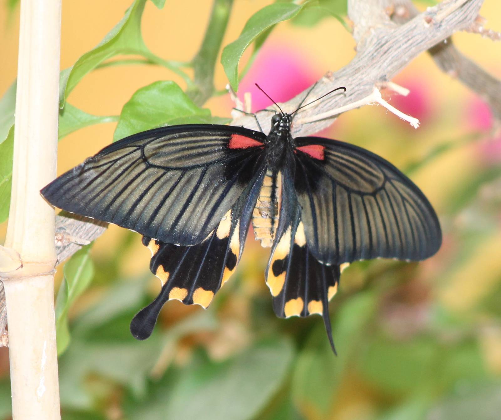 Papilio species ID needed