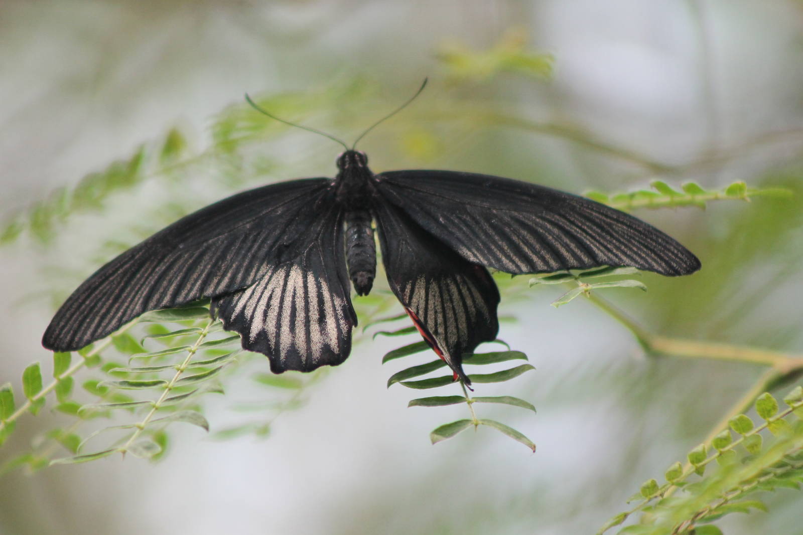 Papilio species
