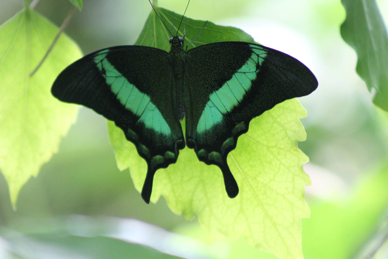 papilio species