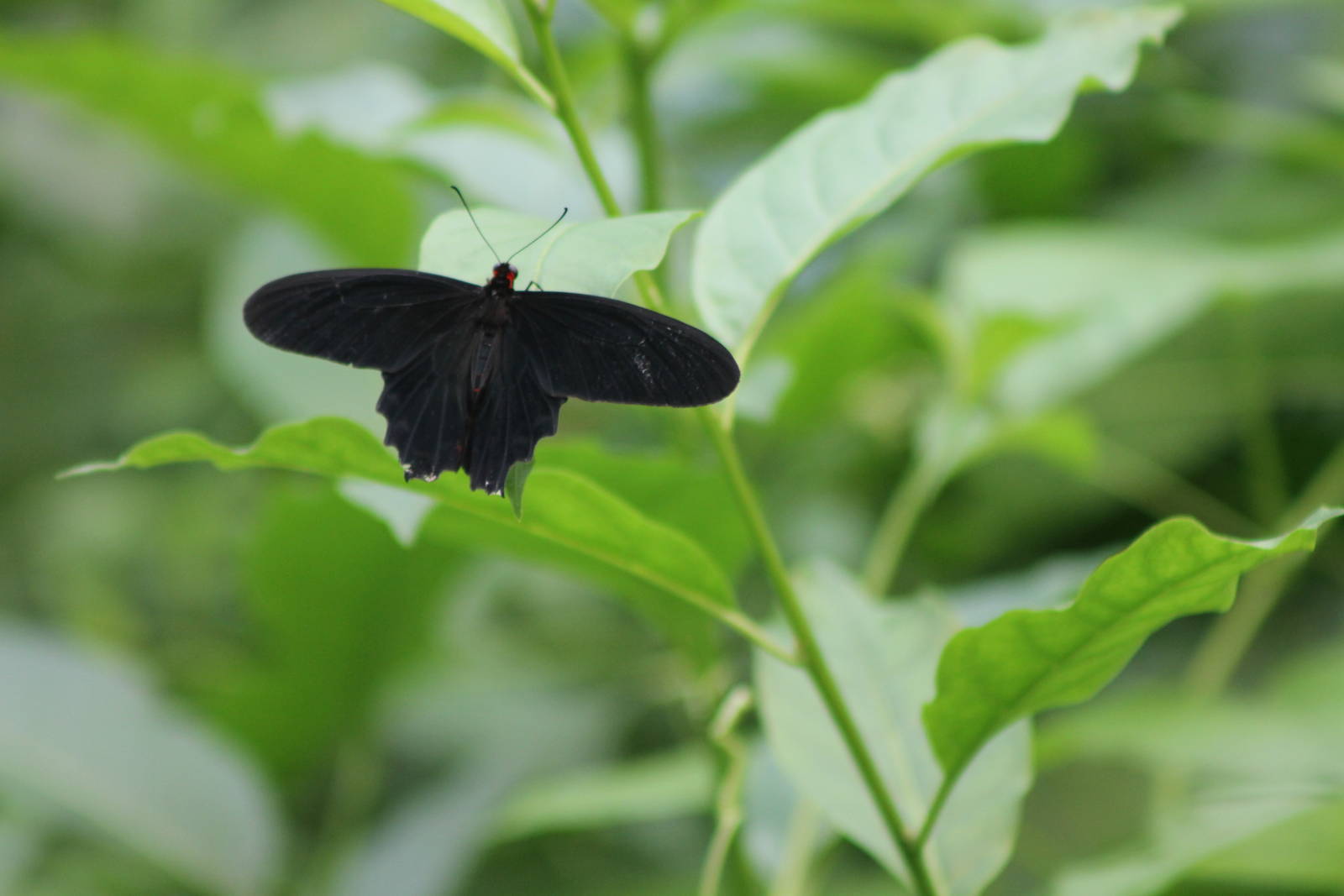 papilio species
