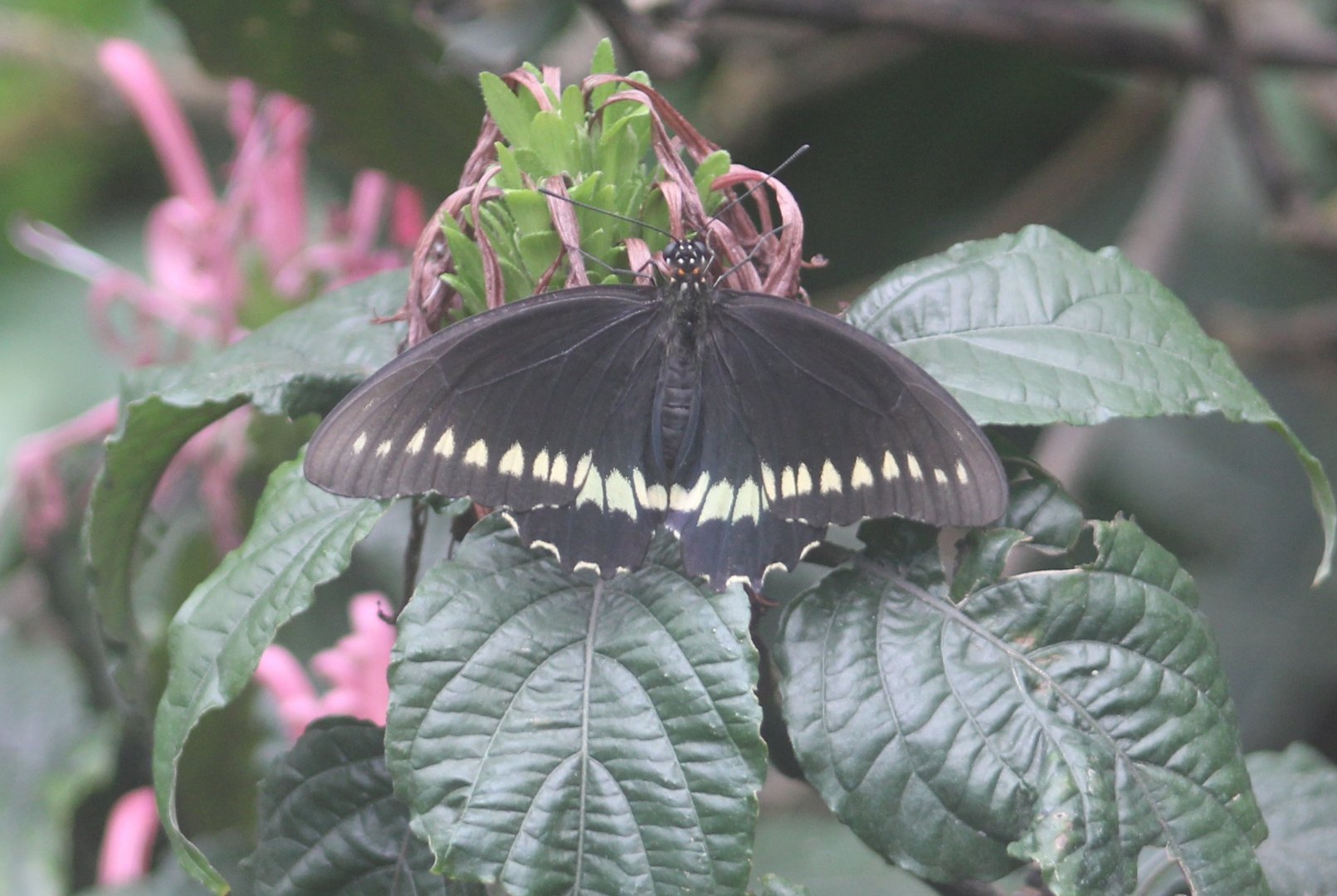 Papilio species