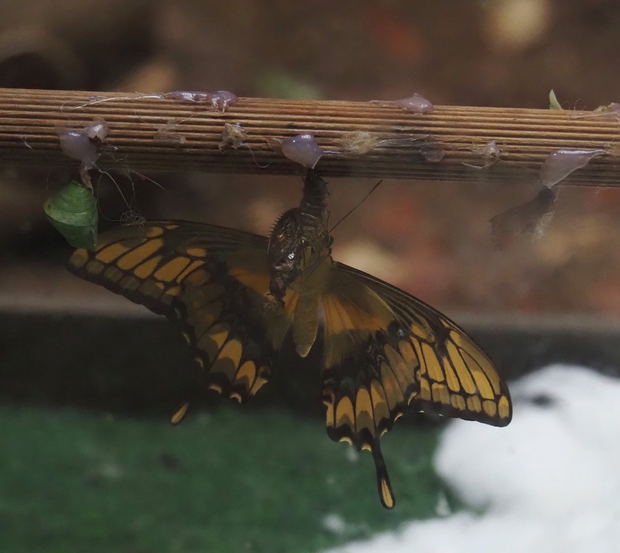Papilio thoas, 2024-05-22